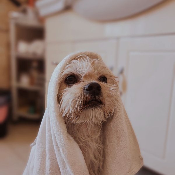Instagram post of Pet Shop Huella 🐶
